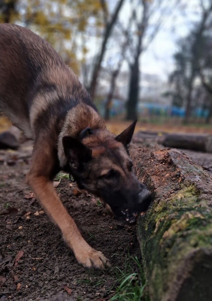 Parc canin 2